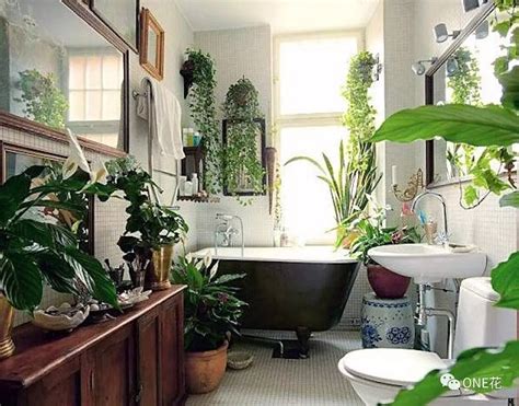 結艮 浴室適合放什麼植物